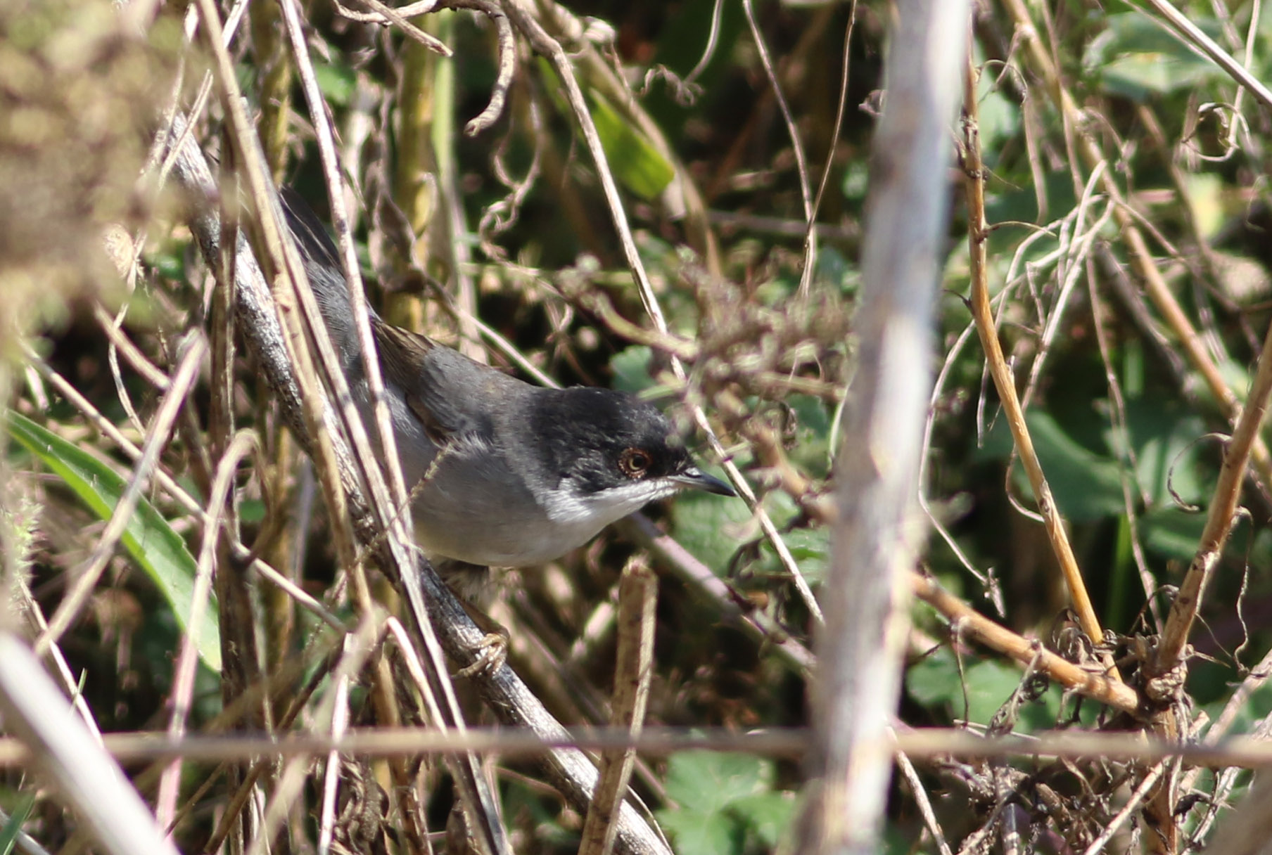 Sardinian Warbler